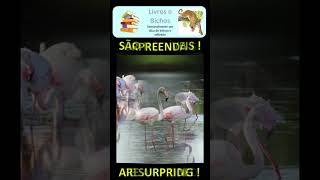 Espiadinha selvagem Flamingo flamingo flamengo aves birds animais animals [upl. by Abrahams]