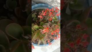 Kalanchoe plant kalanchoe flowers gardening plants trending [upl. by Festatus]