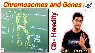 chromosomes and genes  how to draw a chromosome easily  structure of chromosome class 9 and 10 [upl. by Cull855]