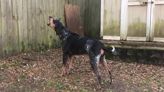 Bluetick Coonhound Baying [upl. by Ailehpo]