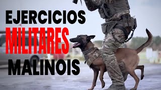 Ejercicios MILITARES para tu Pastor Malinois [upl. by Suollecram734]