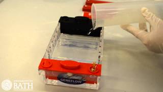 Agarose Gel Electrophoresis of DNA fragments amplified using PCR [upl. by Sabba]