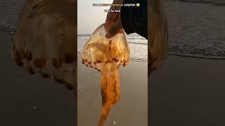 Saved most Venomous jellyfish from fish and Wildlife shorts Anshikalove8427 fishing [upl. by Aicilet818]