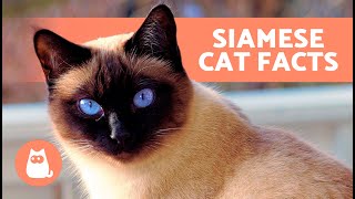 10 FACTS About SIAMESE CATS 🐱🐾 Fascinating Facts [upl. by Meris]