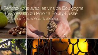 PouillyFuissé vue par Antoine Vincent [upl. by Bonina904]