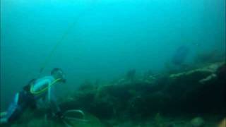 Spearfishing Hogfish and Grouper off Pompano Beach FL [upl. by Flor817]