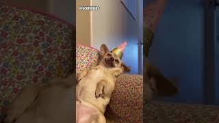 Try Not To Laugh At Funny Videos funnyvideos funny trynottolaugh cat dogs memes meme [upl. by Niroc]