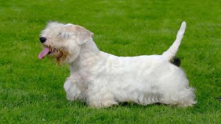 Mother Sealyham Terrier Giving Birth [upl. by Heddy454]