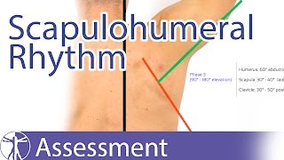 Scapulohumeral Rhythm [upl. by Oman]