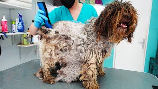 YOU WONT BELIEVE How This DOG Looks AFTER SHAVING All That Matted Fur [upl. by Byram]