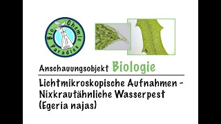 Anschauungsobjekt Biologie – Mikroskopische Aufnahmen – Nixkrautähnliche Wasserpest Egeria najas [upl. by Ilrahs631]