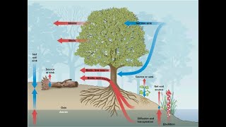 Anidride carbonica CO2 metano respiro umano e bestiame il commento del dott Samuele Venturini [upl. by Laefar]