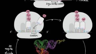 Traducción de ARNm a las proteínas  Biología  Khan Academy en Español [upl. by Haceber]