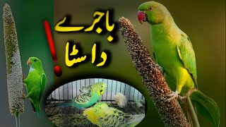 ںاجرے دا سٹا  پرندوں کے لیے Healthy Activity [upl. by Adnof]