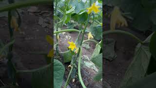 Георг ф1 Georg f1 огірок vegetablefarming garden farming growingpeppers vegetables [upl. by Bruell]