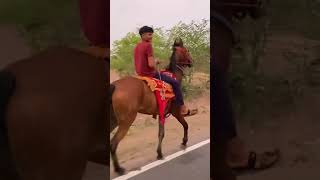 Horse trading day 4 trending viral kathiawadihorse kathiyawarihorse dancetrend horser dance [upl. by Ellga]