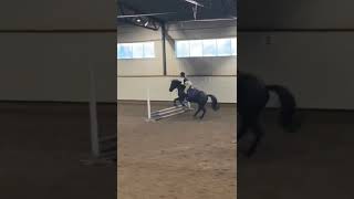 First time jumping on Quidam equestrian horse fypシ゚viral pony jumping [upl. by Enialehs]