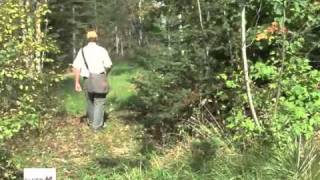 Springer Spaniel Flushing Dog Training with Wildwind Kennel Part 2 [upl. by Eneliak]