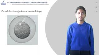 14 Microinjection in onecell stage zebrafish embryos [upl. by Aline543]