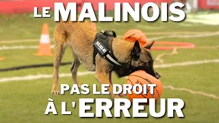 Le MALINOIS un chien qui ne laisse pas le droit à lerreur [upl. by Mulac52]