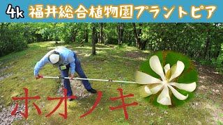 松本園長の解説 ホオノキ 5月その4 福井県越前町立福井総合植物園プラントピア Magnolia obovata [upl. by Tongue341]