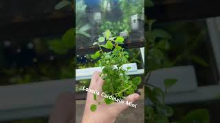 Lobelia Cardinalis Mini plants aquarium aquariumshop [upl. by Niatirb]