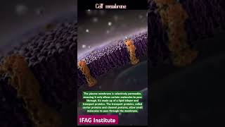 Cell plasma membrane diagram under microscope [upl. by Gibert]