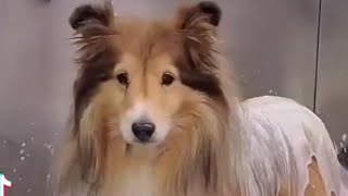 Adorable Sheltie  Senior Shetland Sheepdog [upl. by Annirok]