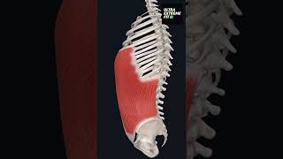 External Oblique Muscle ultraextremefit anatomy obliques muscles abdomen [upl. by Burlie828]