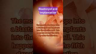 Blastocyst and Implantation shorts [upl. by Plank]