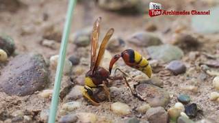 Hornet and Ceriana wasp Nature observations [upl. by Egiarc]