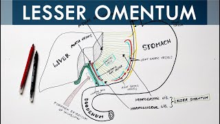 Lesser Omentum  Attachment Ligaments amp Contents  Anatomy Tutorial [upl. by Allistir]