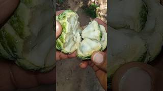 Annona fruit 🔥❤️ අනෝදාshorts fruits annona [upl. by Clayton]