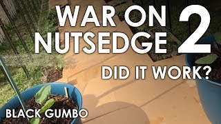 War on Nutsedge Part 2 Did it work  Black Gumbo [upl. by Tigges]