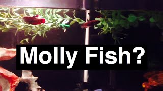 Molly Fish with Betta Fish as Tank Mates [upl. by Dorcus]