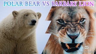 BARBARY LION VS POLAR BEAR  WHO IS REAL KING [upl. by Aydan]