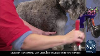 Free Preview Safe and Gentle Dematting Techniques on a Miniature Schnauzer  Quick Fix [upl. by Nairehs]