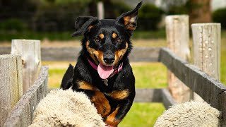 Toot Lot 6 Lucindale Working Dog Auction 29th September [upl. by Weiman]