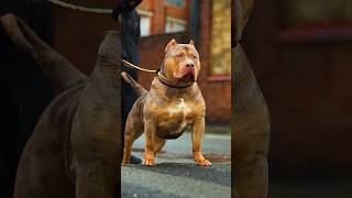 Rottweiler Vs Pitbull Fight 👊🦮 pitbull rottweiler facts shorts dog doglover [upl. by Amilas]