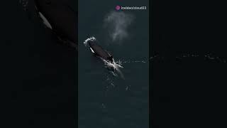 Orca Communication Secrets 15 Fascinating Facts [upl. by Zildjian]