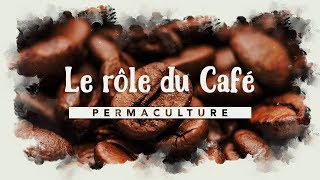 Le rôle du café dans son jardin permaculture  permaculture [upl. by Eilrahc658]