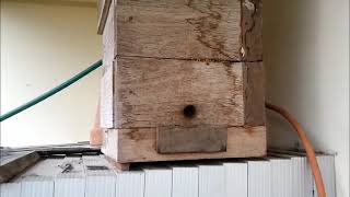 North Queensland Native Stingless Bees  Removing Old Pollen [upl. by Fessuoy]