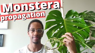 How to propagate a Swiss Cheese Plant  Monstera Deliciosa [upl. by Laenahtan61]