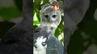 The Harpy Eagle  The Endangered Emperors of America [upl. by Doone]