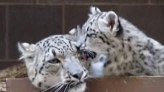 MVI 9661 Snow Leopard mom and cub [upl. by Aniehs]