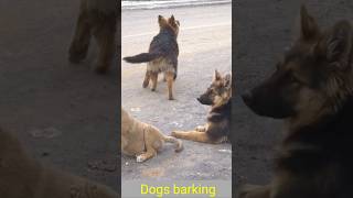 Hound dog barking sounds26Mviralshorts [upl. by Nivrem]