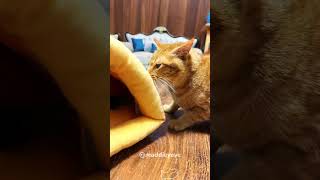 Even among cats there are differences cat kittten funnyanimals funnypets funnycats [upl. by Ringo]