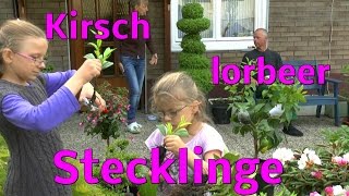 Stecklinge vom Kirschlorbeer einpflanzen [upl. by Nadiya483]