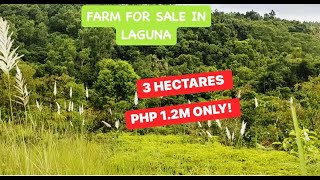 PROPERTY65 3 HECTARES PHP 12M ONLY HUGE FARM LOT [upl. by Fem]