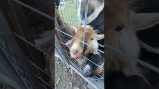 Animal Cracker Lineup backyardherd nigeriandwarfgoat nigeriandwarf shortgoat dwarfgoats [upl. by Dincolo]